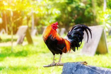 2017 Chinese New Year of the Cock / Rooster. Celebration backgro