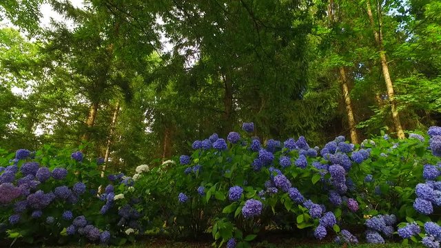 Hydrangea macrophylla bush with blue petals.