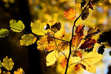 Herbst