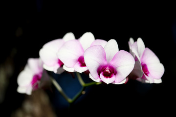 White and soft Pink orchid flower