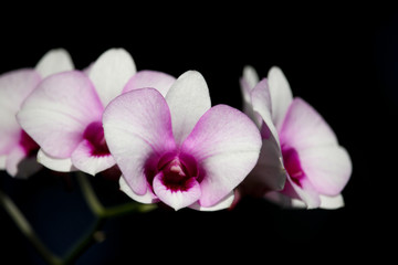 Obraz premium White and soft Pink orchid flower