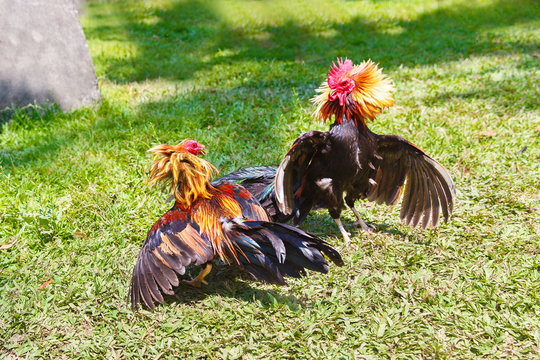Philippine traditional cockfighting competition on green grass.