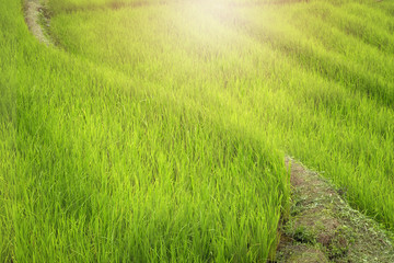 Obraz na płótnie Canvas A field where rice is grown.
