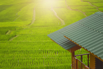 The eaves and a field where rice background.