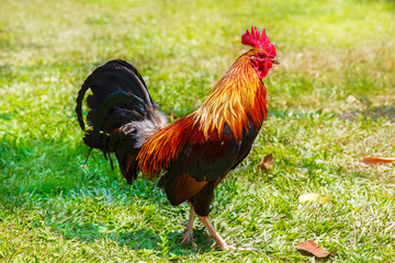 2017 Chinese New Year of the Cock / Rooster. Celebration backgro