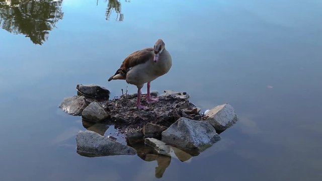 Nilg&auml;nse am Rheinufer nehmen Morgenbad.