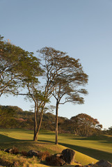 field of grass and trees