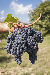 Grape harvest : Farmer keep in his hand a big bunch of red grapes. Blue sky background