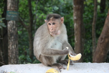 Monkey sitting on a rock and holding a banana