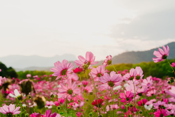 Daisy under sunlight