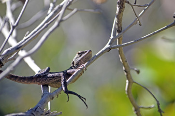 Australian native Jacky Dragon lizard (Amphibolurus muricatus) hanging out in a tree in eucalypt forest, Royal National Park, Sydney, Australia