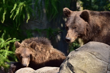bear-Ursus arctos beringianus