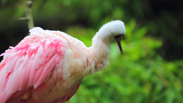 Roseate Spoonbill (Platalea Ajaja) Cleaning Itself