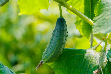 Young fresh cucumber growing in the garden.