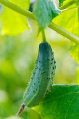 Young fresh cucumber growing in the garden.