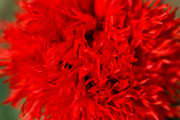 Beautiful red poppy flowers on a countryside field, in summer se