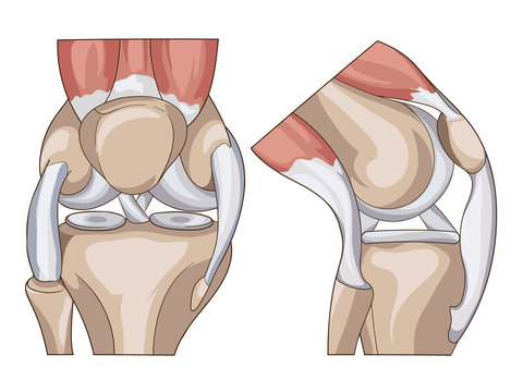 Anatomy. Structure knee joint vector
