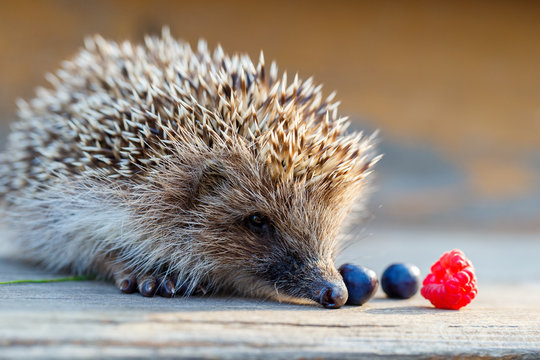 A young hedgehog with a raspberry and blueberries on a wooden fl