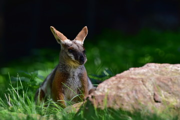 Australian Yellow footed Rock Wallaby