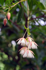 Elaeocarpus hainanensis or Elaeocarpus grandifloras flower on th