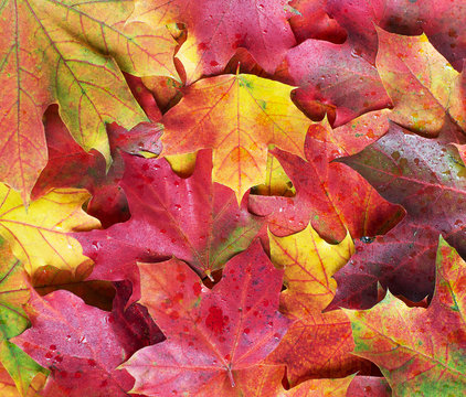 Color maple leaves like a background.