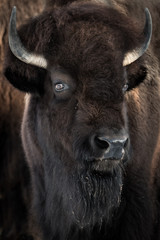 American Bison
