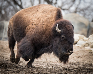 American Bison IV