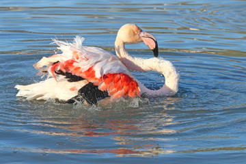 Flamant prenant son bain