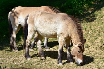 Naklejka na ściany i meble horse Przewalski s horse - Equus ferus przewalskii