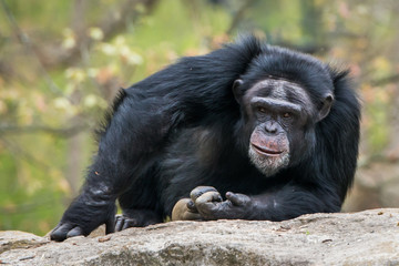 Chimpanzee III