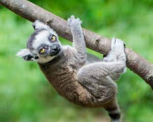 Baby Ring-Tailed Lemur III
