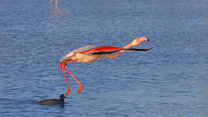 Envol de flamant rose
