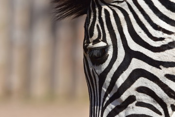 Fototapeta na wymiar detail of zebras head