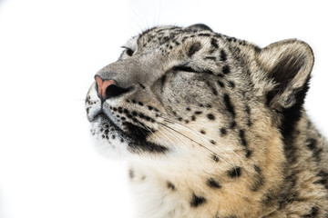 Fototapeta na wymiar Snow Leopard XVIII