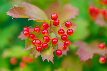 Obraz premium Closeup of bunches of red berries of a Guelder rose or Viburnum.