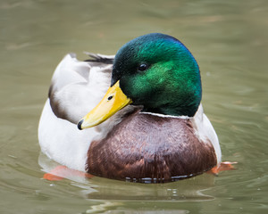 Mallard V