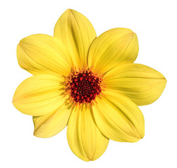 Yellow dahlia flower isolated on white background