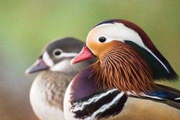 Mandarin Duck Pair