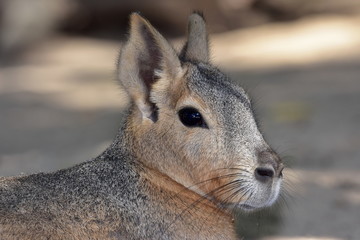 patagonian mara