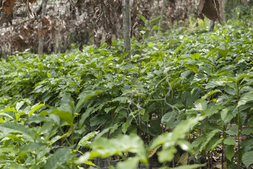 Fototapeta premium Coffee plantation, seedlings, trees from Guatemala