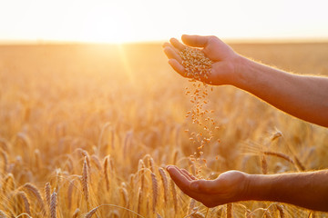 The hands of a farmer close up pour a handful of wheat grains in