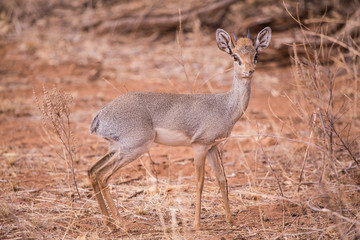 Madoqua kirkii in Samburu National Park in Kenya