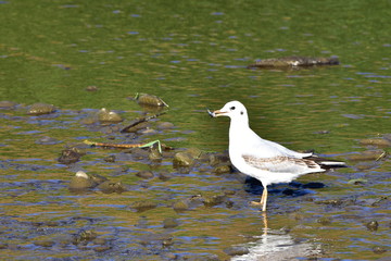 young black headed gull with fish in beak