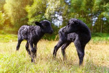 Obraz na płótnie Canvas The little black baby goats in the meadow.