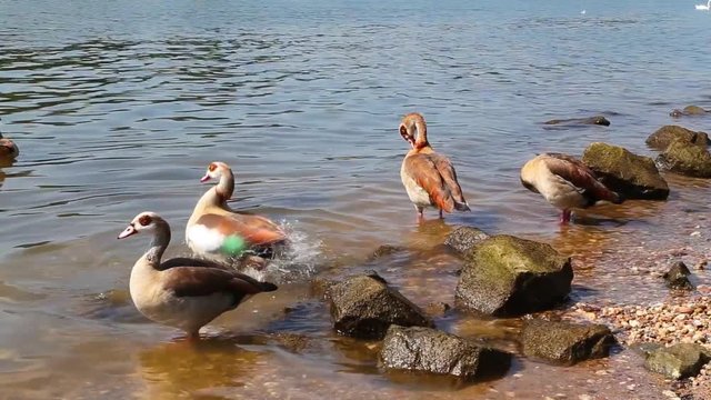 Nilgänse am Rheinufer nehmen Morgenbad.