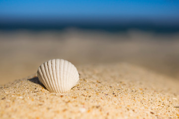 Waves approaching sea shells lying on sand during sunset