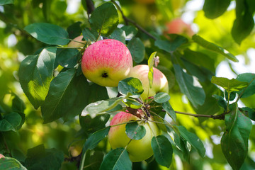 Red apples on apple tree branch