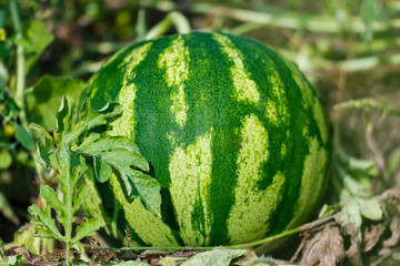 melon field with ripe watermelon in summer.