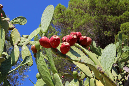 Chumbera con higos (Opuntia ficus-indica)