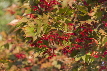 gr&uuml;ner F&auml;cherahorn mit rotem Fruchtstand